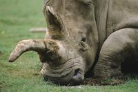 Various at Animal Safari : Rhinocerous 