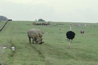 Various at Animal Safari : three rhinocerous and two ostrich