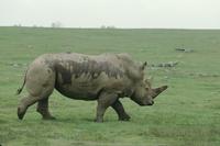 Various at Animal Safari: Rhinocerous