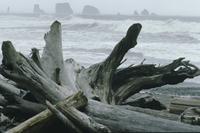 Driftwood and beach