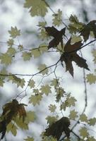 Fall colours : closeup of leaves