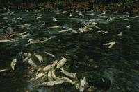 Dead salmon at Goldstream Provincial Park