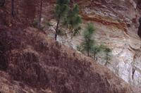 Colorful rock quarry and pine trees