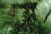 Rainforest with camera movement