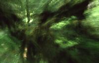 Rainforest with camera movement
