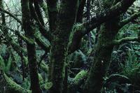 Rainforest and mosses