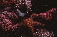 Starfish and mussels 