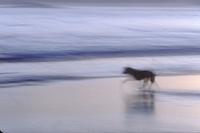 Beachcomber and dog