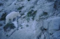 Mountain goats and blue steaked cliff