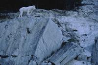 Mountain goats and blue steaked cliff