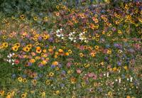 Multiple exposures of flowers in Jane English's garden
