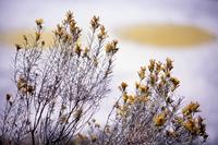 Alkali lake with yellow circles, yellow plants in fore