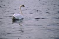 Swans in harbour
