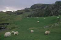 Sheep on the moors
