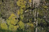 Close ups of rocks with green moss and lichen 