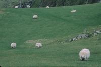 Sheep grazing 