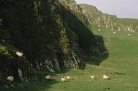 Sheep on the moors
