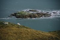 Sheep on coastline