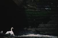 Swans in harbour  