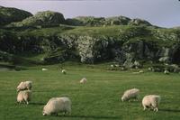 Shaggy sheep grazing