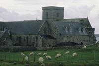 Sheep and Abbey