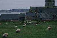 Sheep and Abbey