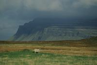 Sheep and cliffs