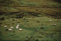 Rain-drenched landscapes with sheep