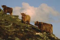 Highland cattle at sunset