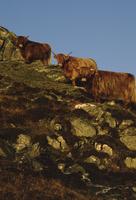 Highland cattle at sunset
