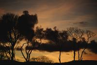 Tree silhouettes and sunset sky