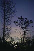 Moonlight through trees, Dunvegan castle