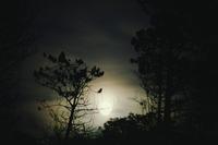 Moonlight through trees, Dunvegan castle