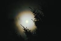 Full moon and coniferous trees