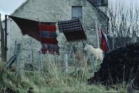 Sheep standing near clothesline