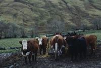Cattle on moors