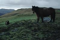Highland  horse on moors