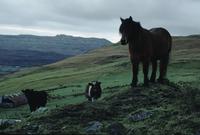 Highland  horse on moors