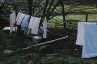 Sheets on clothesline