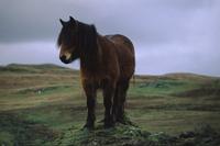Highland horse