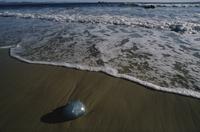 Jellyfish on beach