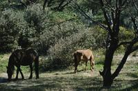 Wild horses 
