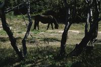 Wild horses 