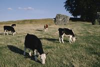Cattle grazing in Avebury stone circle