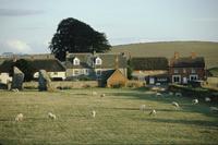 Cottages and sheep grazing near Avebury stone circle