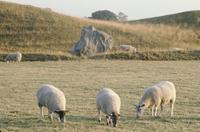 Sheep grazing near Avebury stones