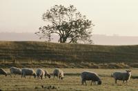 Sheep grazing in morning light near Avebury stone circle