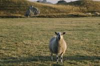 Single sheep near Avebury stone circle
