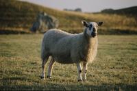 Single sheep near Avebury stone circle