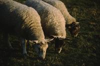 Three sheep near Avebury stone circle